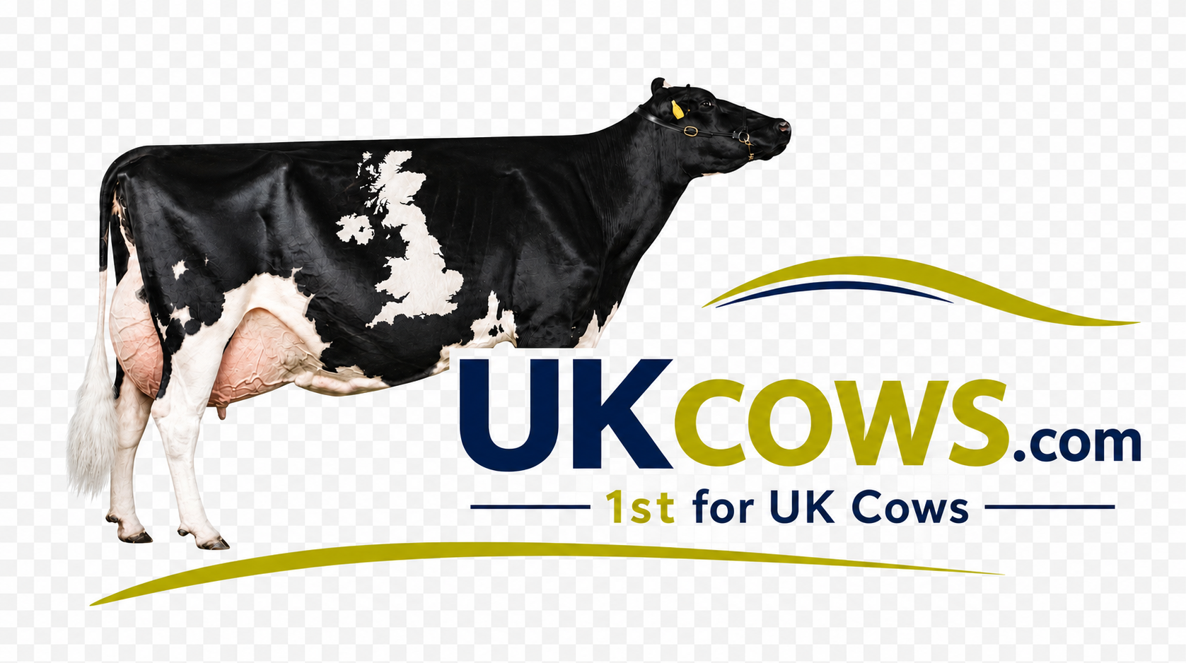 ukcows.com — 1st for UK Cows